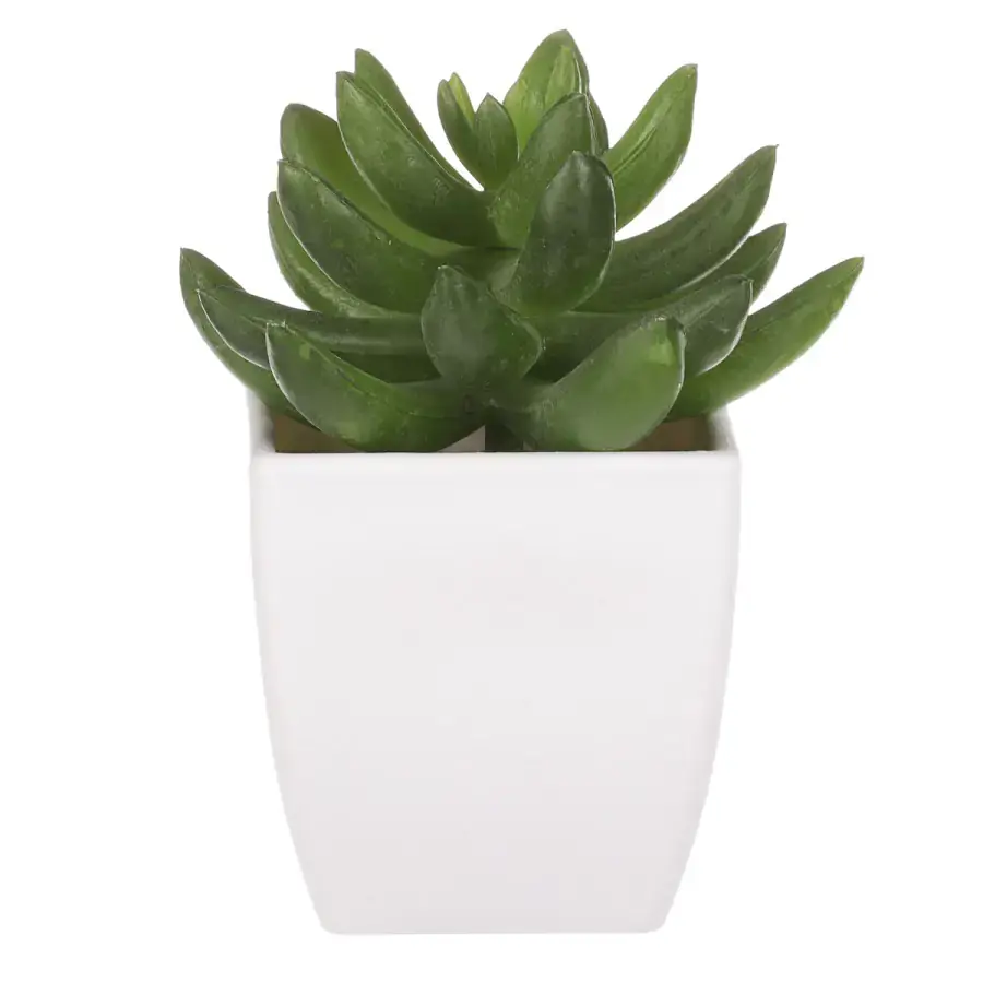 Autronic Sukulent v plastovém obalu NL0014