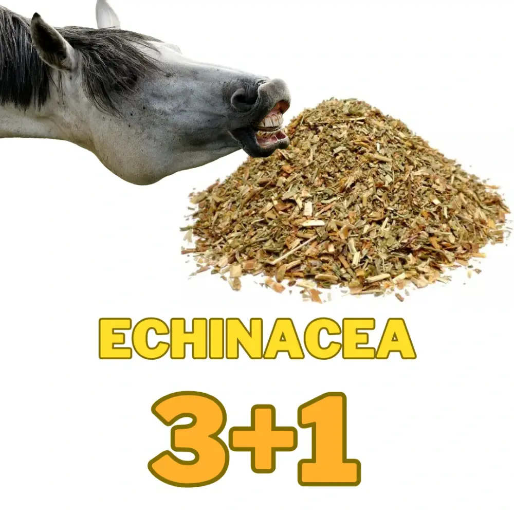 Echinacea nať řez 3+1 kg ZDARMA (Cena je za 4kg ! Třapatka nachová na imunitu)