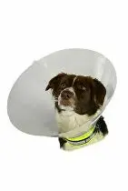 Límec ochranný Buster plastový Classic Collar 12,5cm