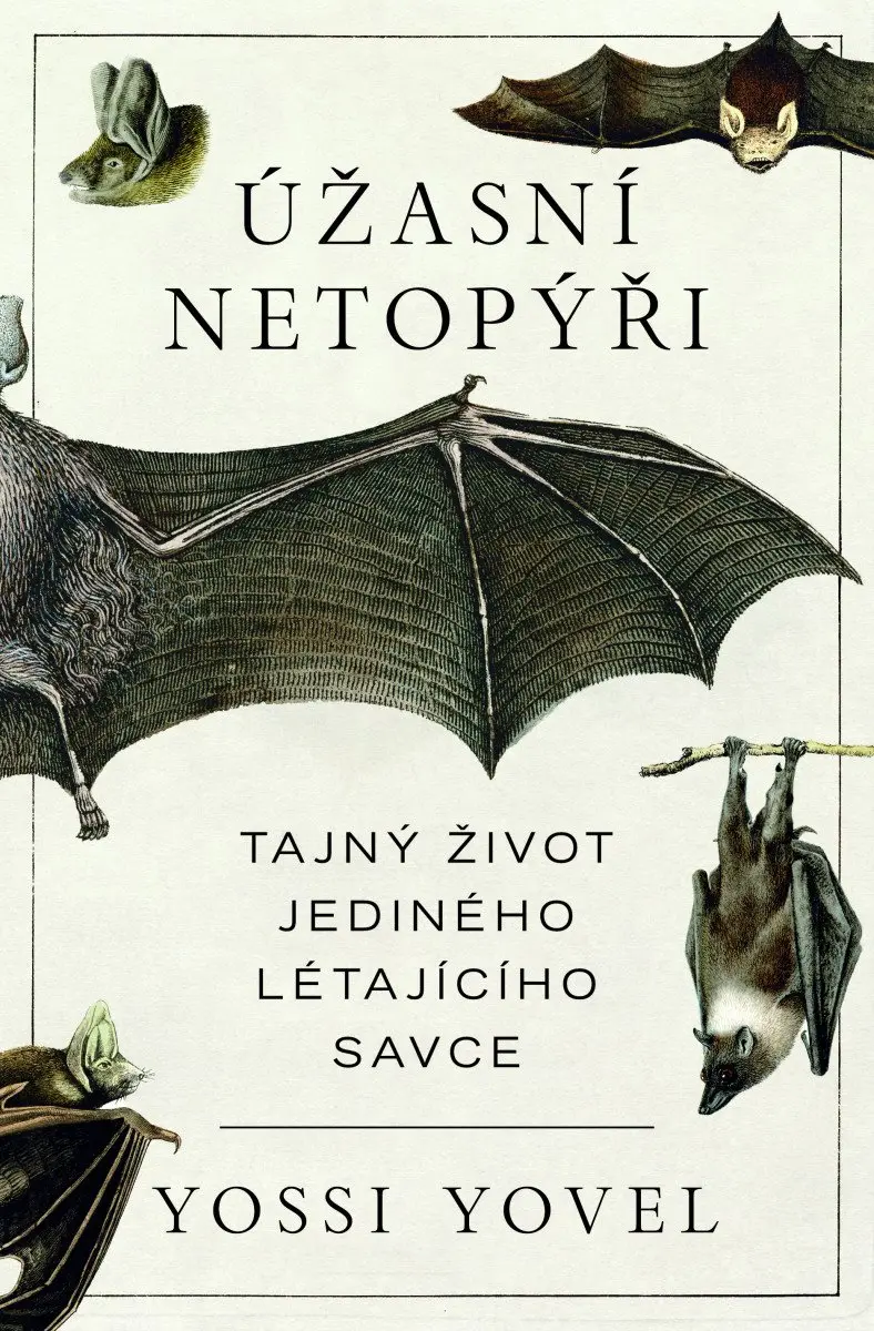 Úžasný netopýr