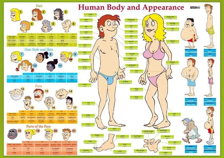 Human Body and Appearance / Lidské tělo - Naučná karta - Eva Tinková