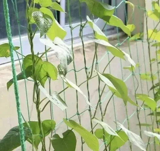 Gardlov Podpůrná síť na pěstování rostlin 2 x 10 m - zelená