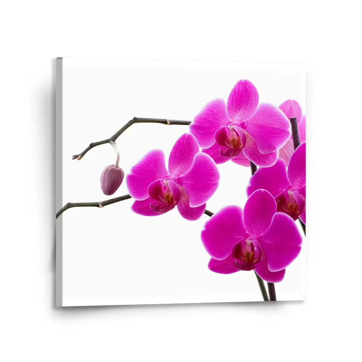 Obraz Fialové orchideje - 110x110 cm
