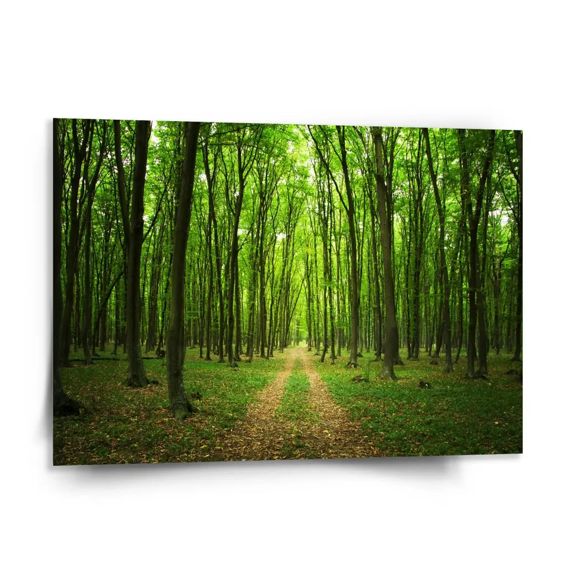 Obraz Cesta v lese - 150x110 cm