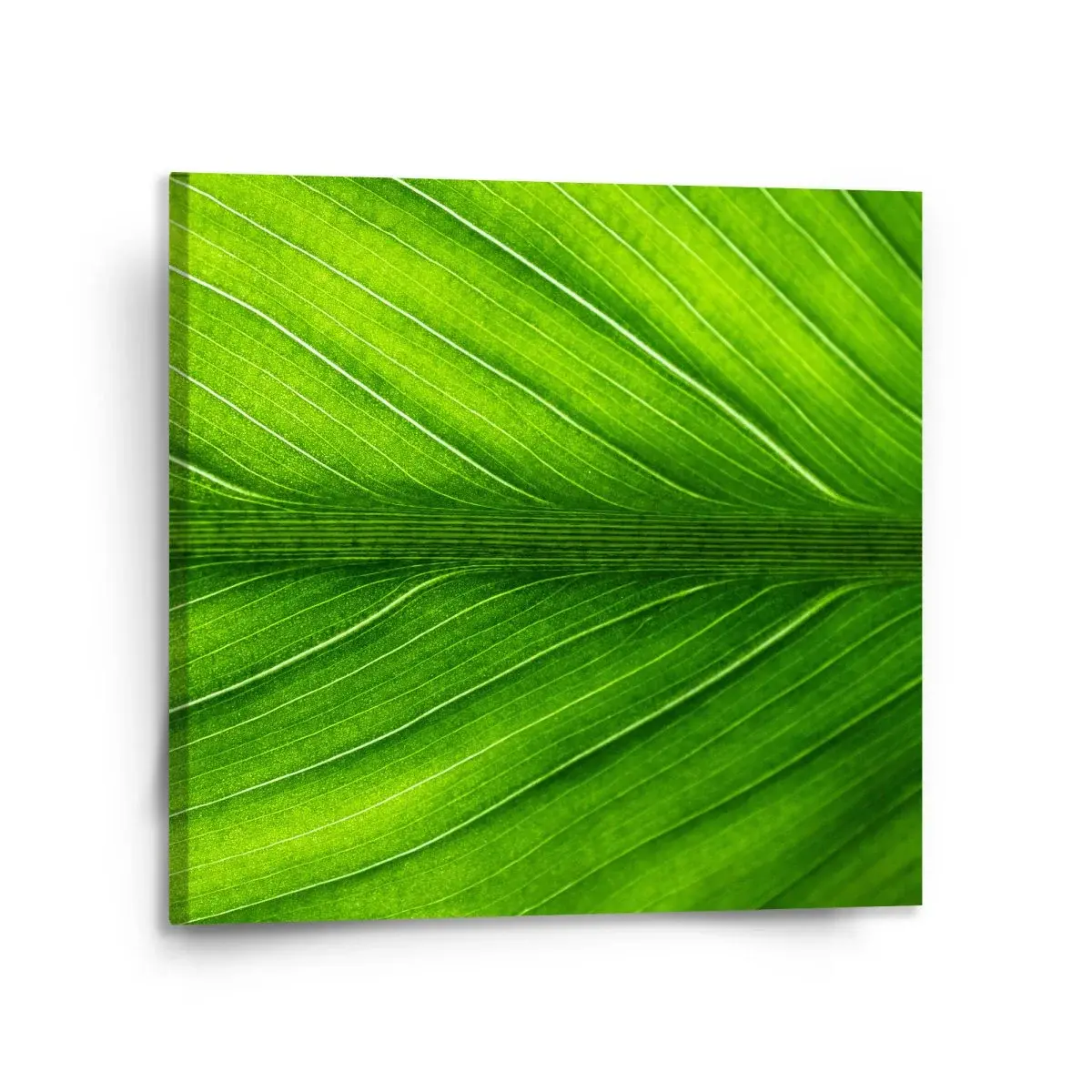 Obraz List 2 - 110x110 cm