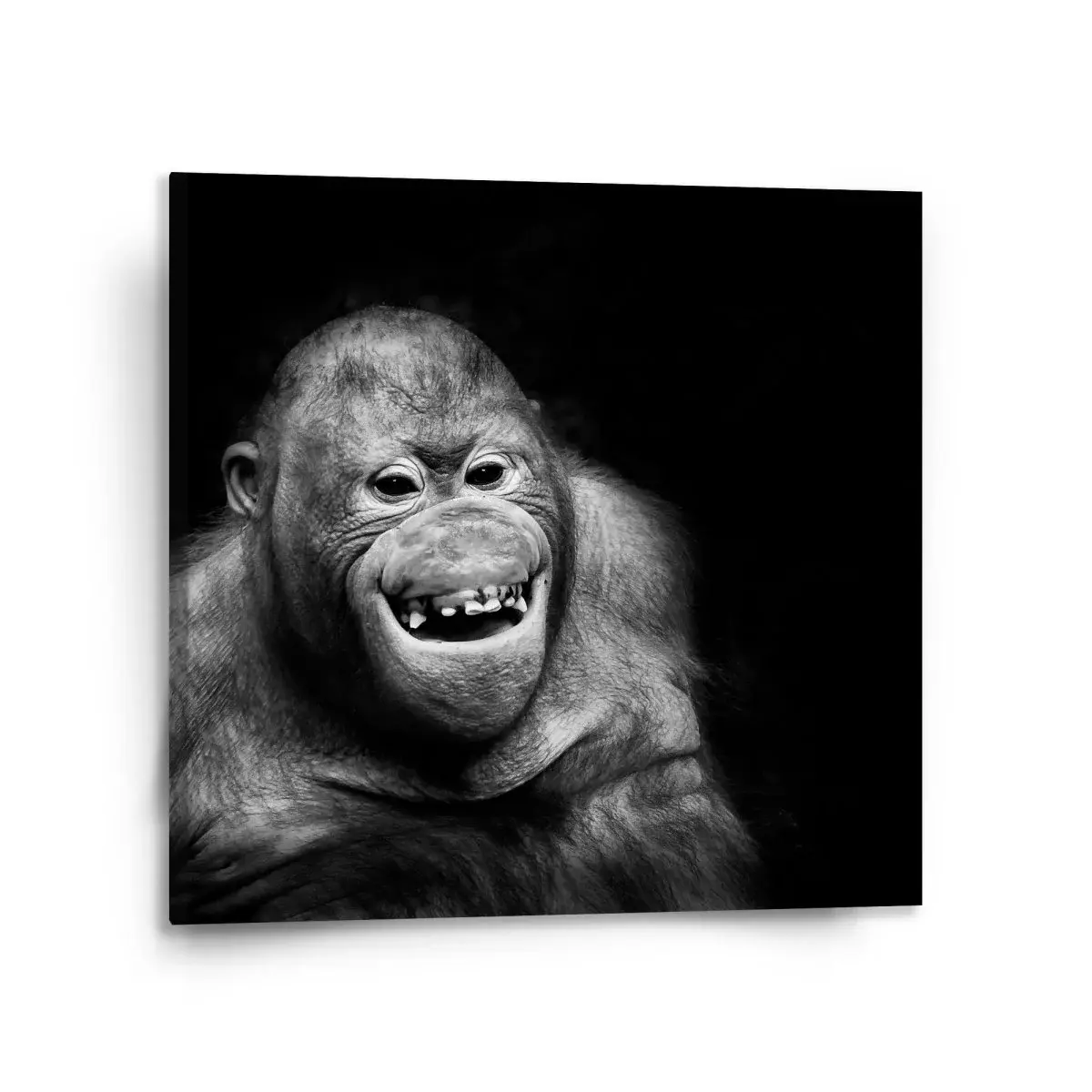 Obraz Orangutan - 110x110 cm