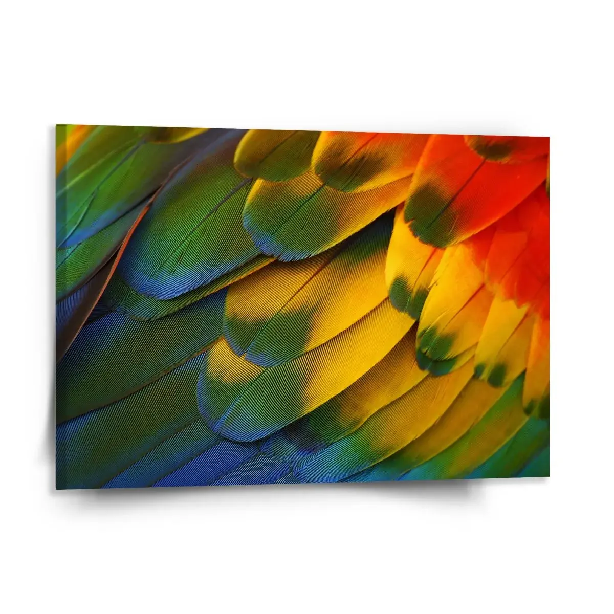 Obraz Barevné peří - 150x110 cm