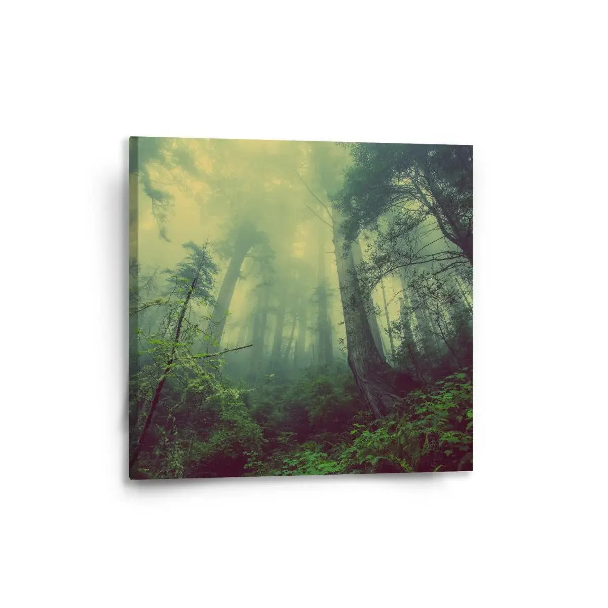 Obraz Temný les - 50x50 cm