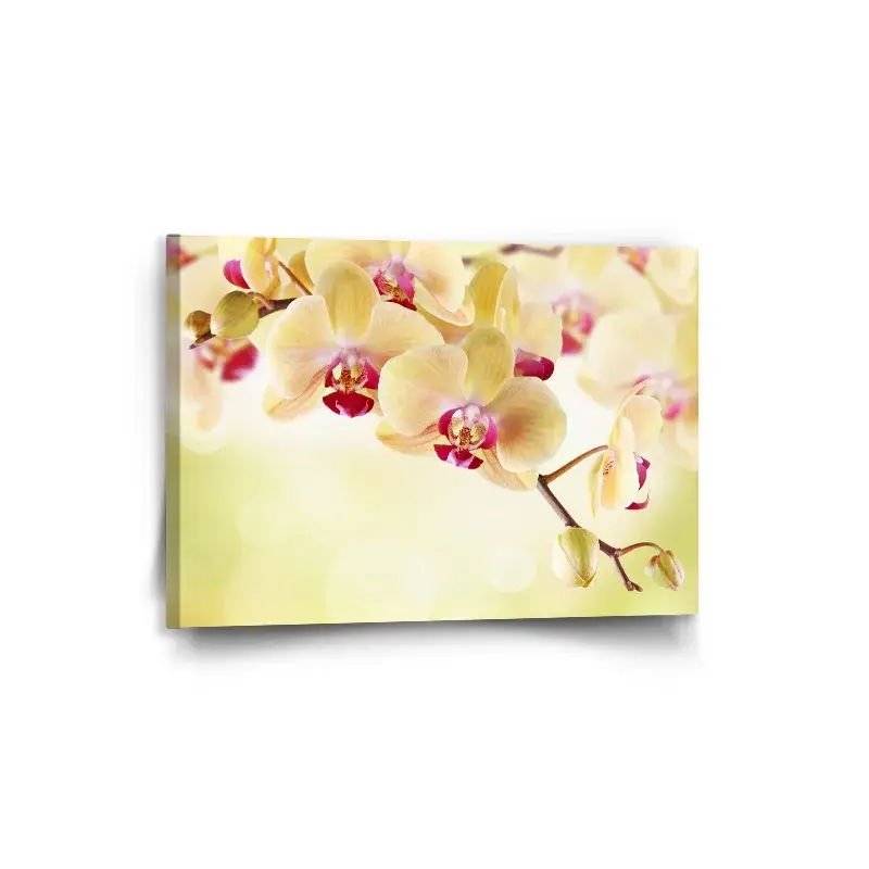Obraz Orchidej 2 - 90x60 cm