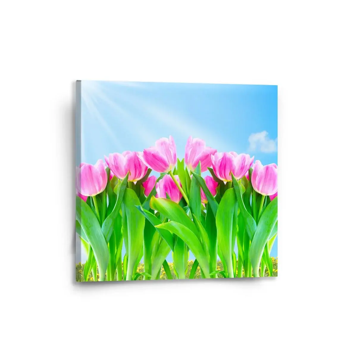 Obraz Růžové tulipány - 50x50 cm