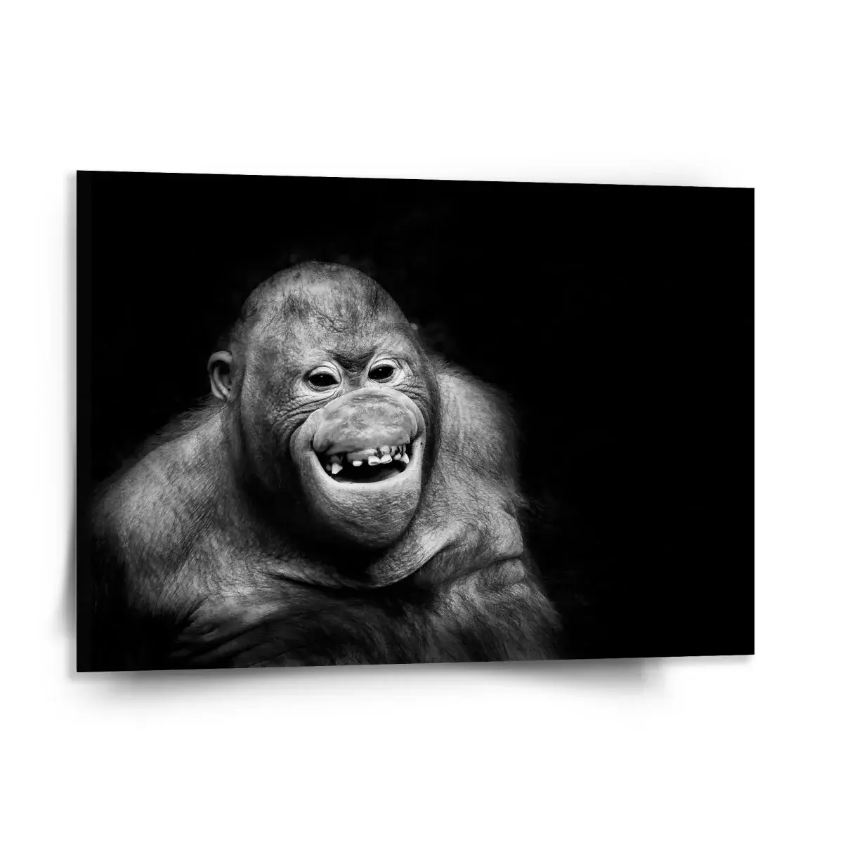 Obraz Orangutan - 150x110 cm