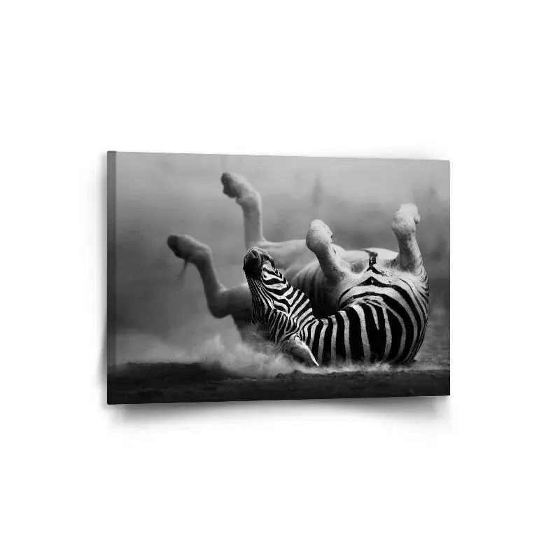 Obraz Válející se zebra - 90x60 cm