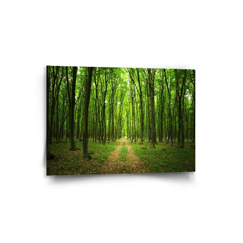 Obraz Cesta v lese - 90x60 cm