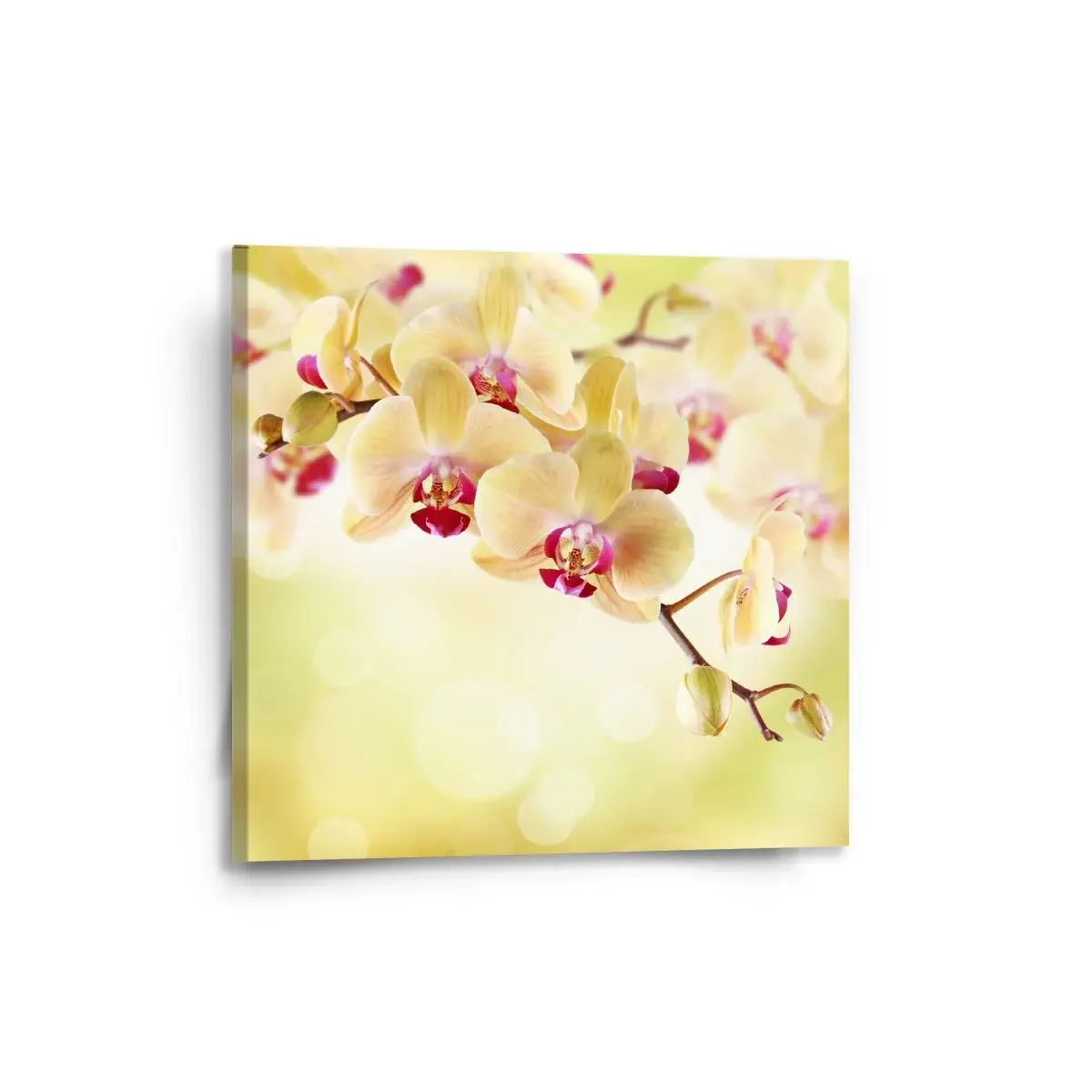 Obraz Orchidej 2 - 50x50 cm