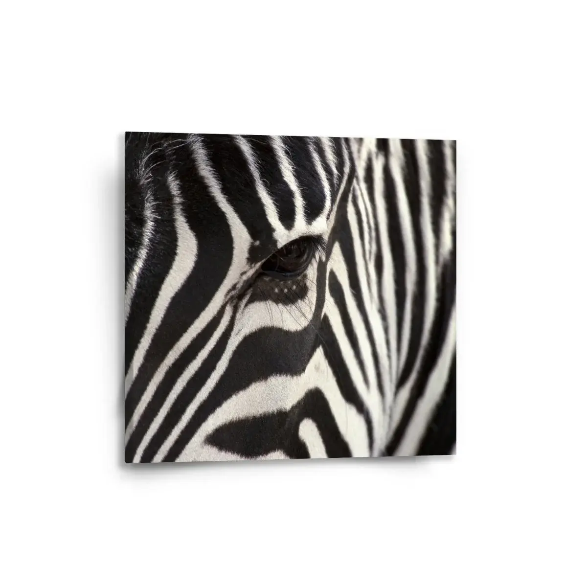 Obraz Detail zebra - 50x50 cm