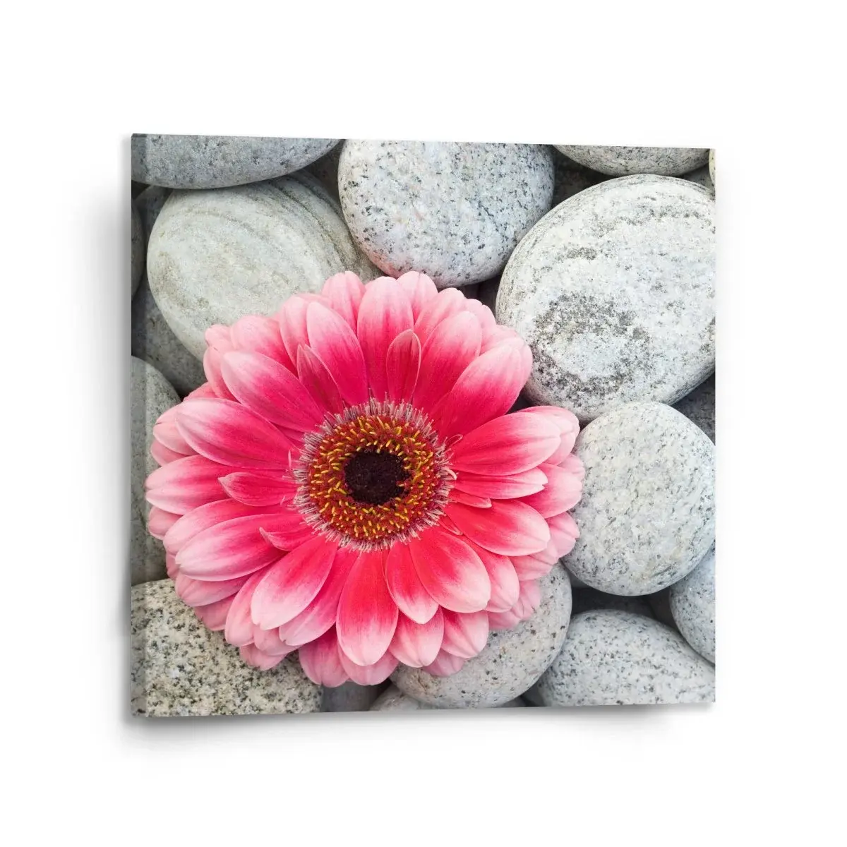 Obraz Gerbera na kamenech - 110x110 cm