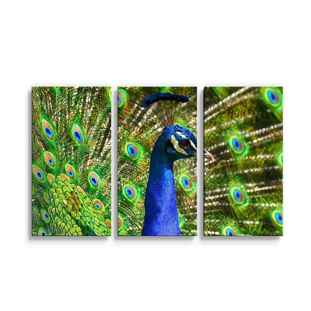 Obraz - 3-dílný Páv - 120x80 cm