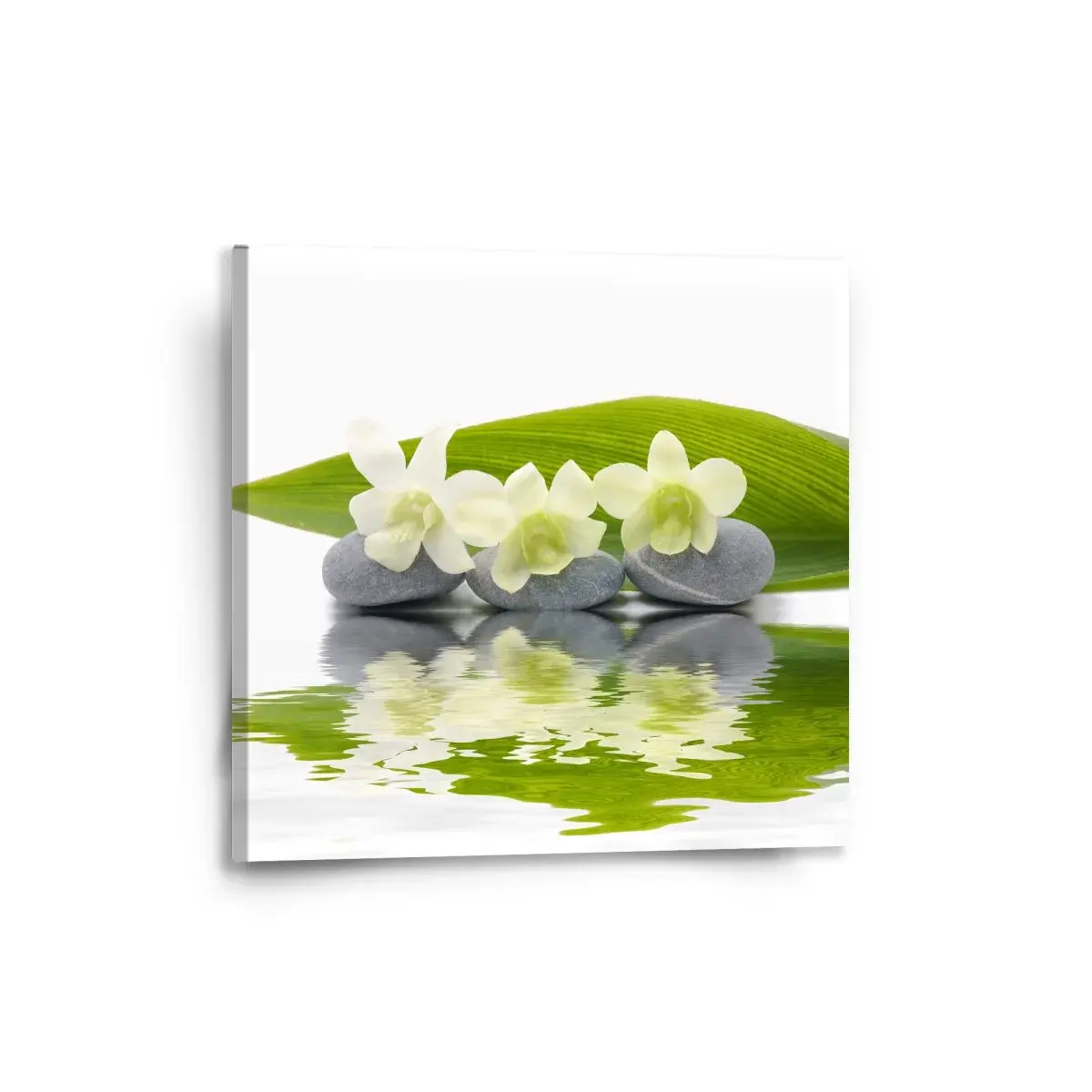 Obraz Bílá orchidej - 50x50 cm