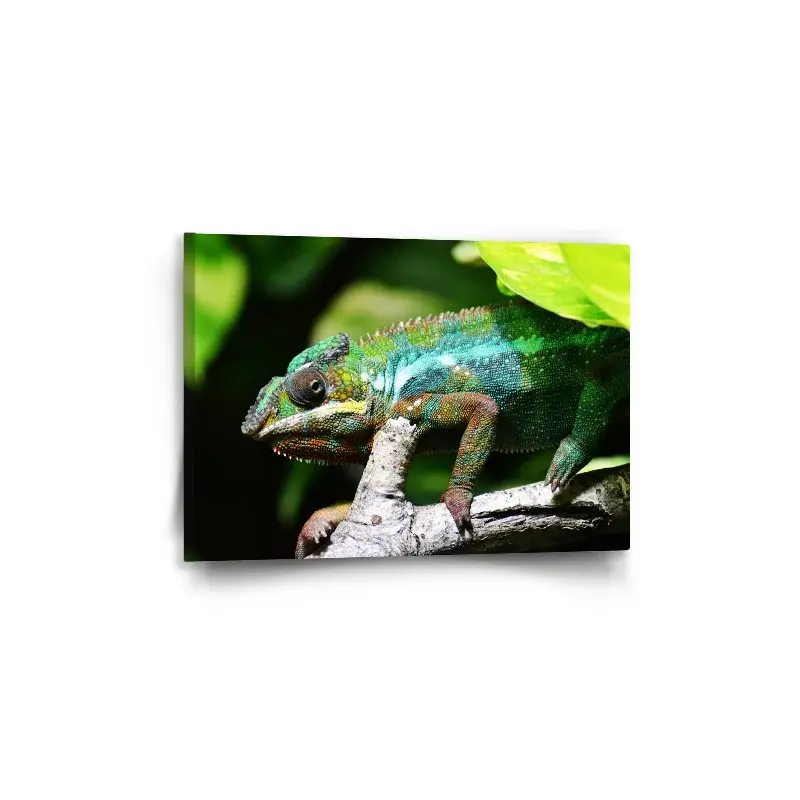 Obraz Chameleon - 60x40 cm