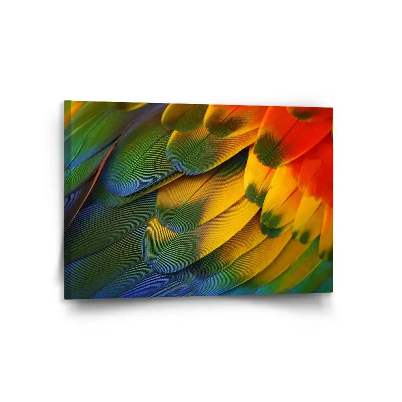 Obraz Barevné peří - 120x80 cm