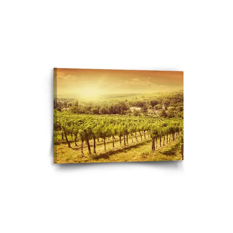 Obraz Vinice - 60x40 cm