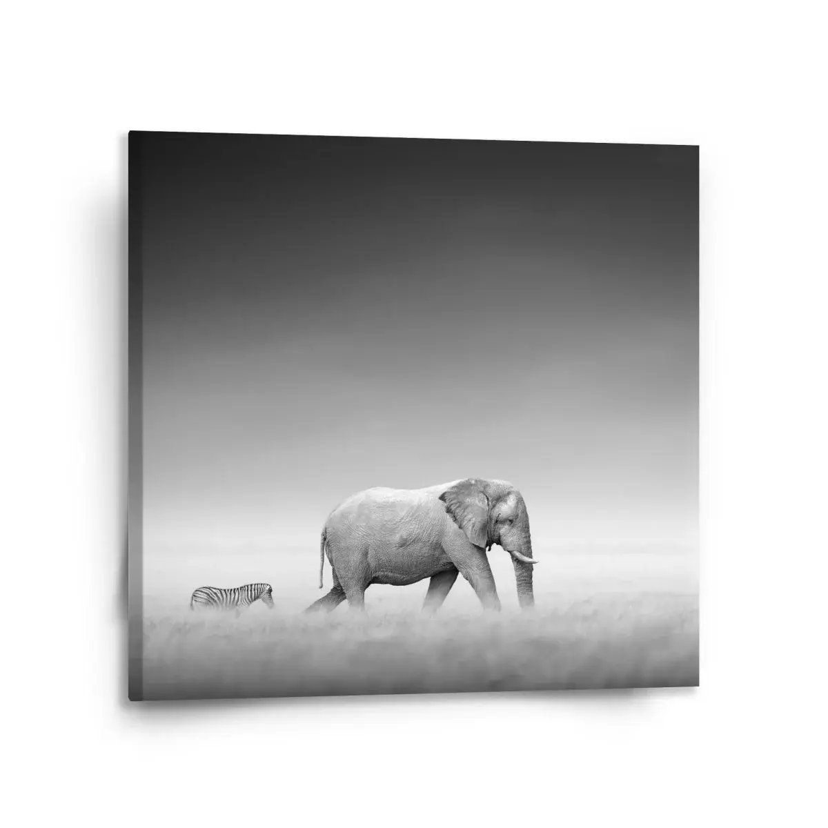 Obraz Slon a zebra - 110x110 cm