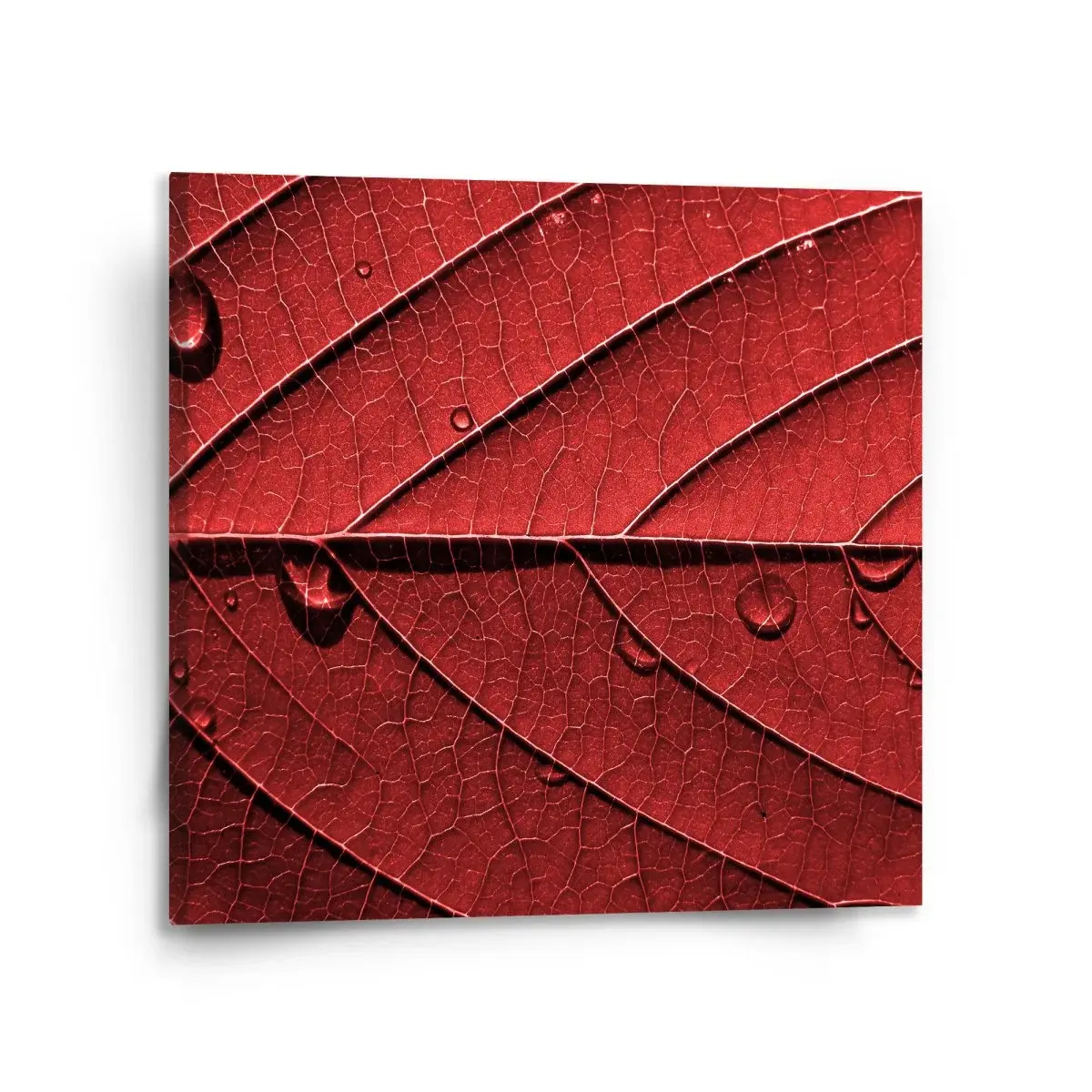 Obraz Červený list - 110x110 cm