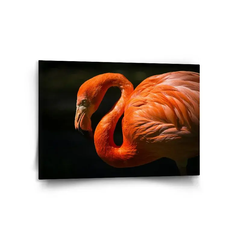 Obraz Plameňák - 120x80 cm