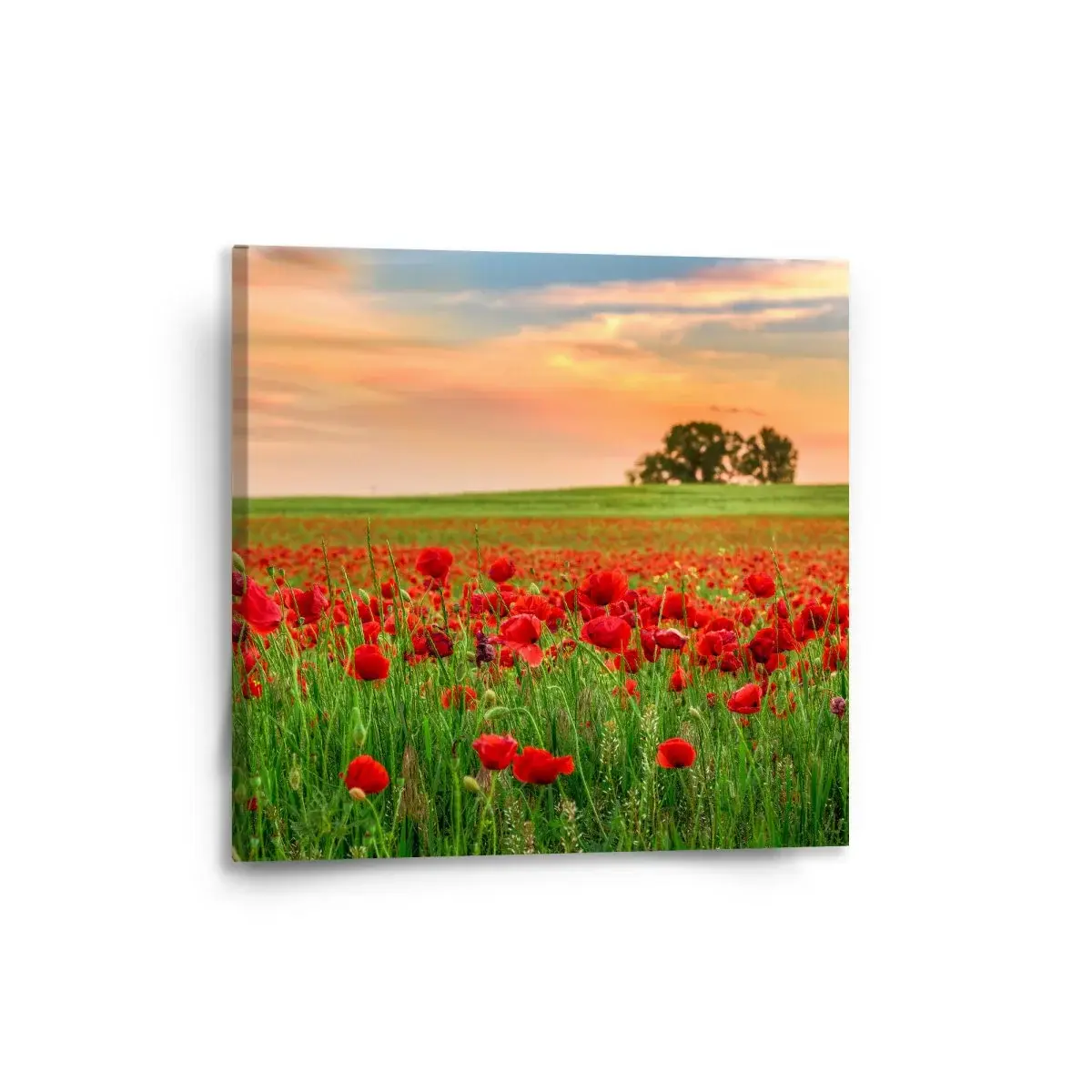 Obraz Pole vlčích máků 2 - 50x50 cm