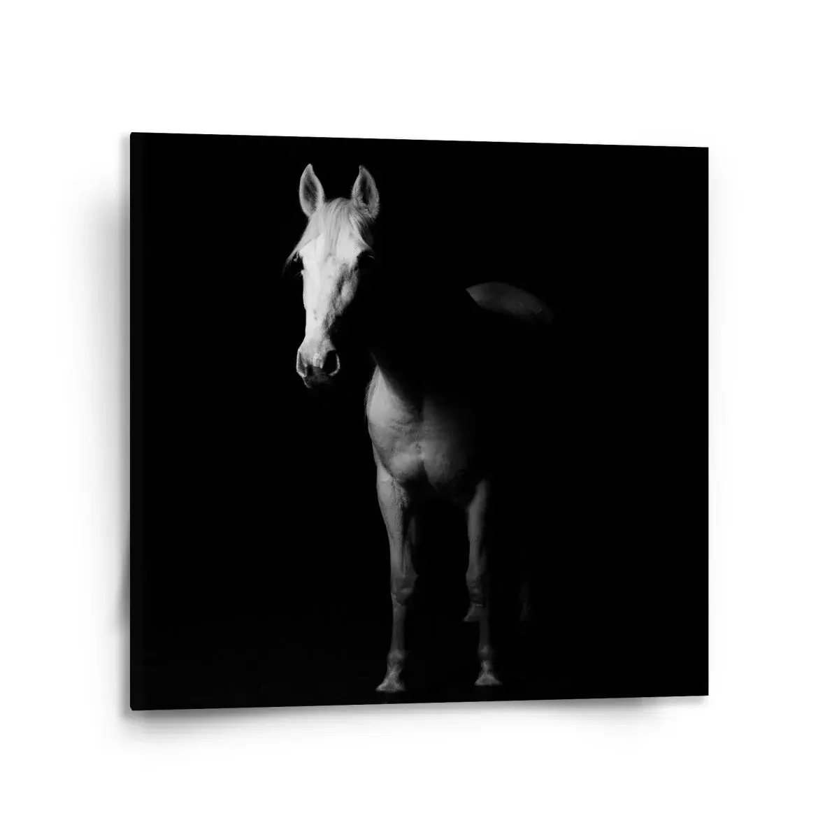 Obraz Kůň ve stínu - 110x110 cm