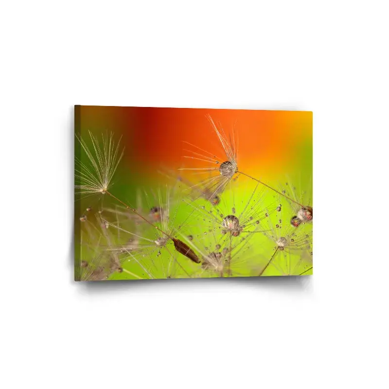 Obraz Odkvetlé pampelišky - 90x60 cm