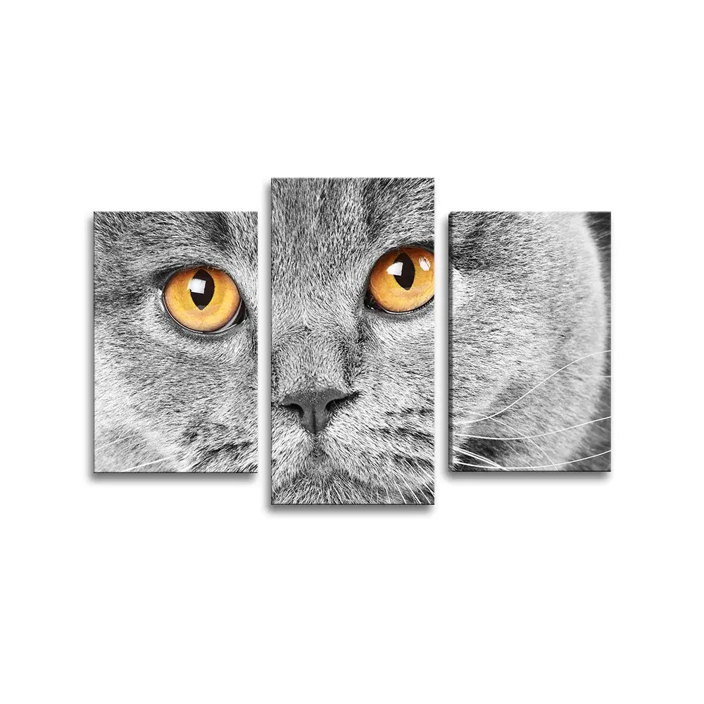 Obraz - 3-dílný Kočičí pohled - 75x50 cm