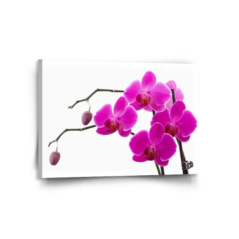 Obraz Fialové orchideje - 120x80 cm