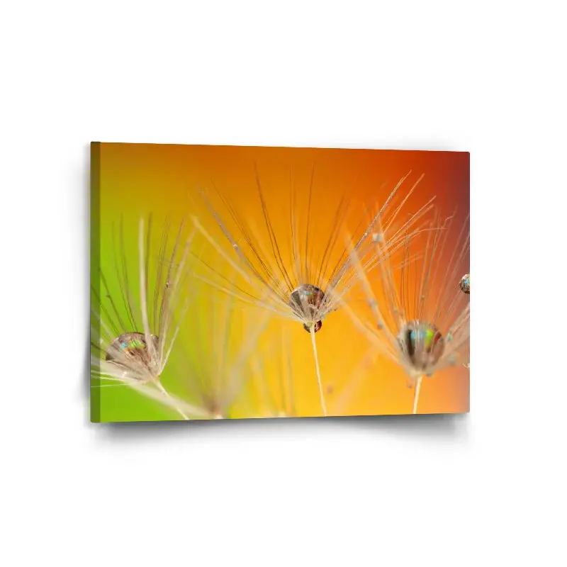Obraz Odkvetlé pampelišky 2 - 120x80 cm