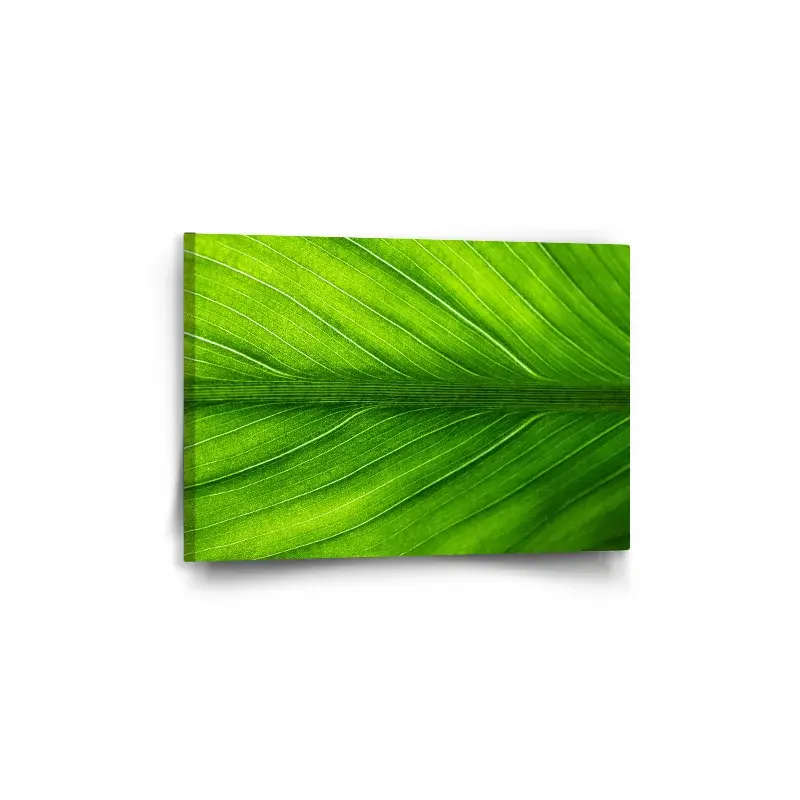 Obraz List 2 - 60x40 cm