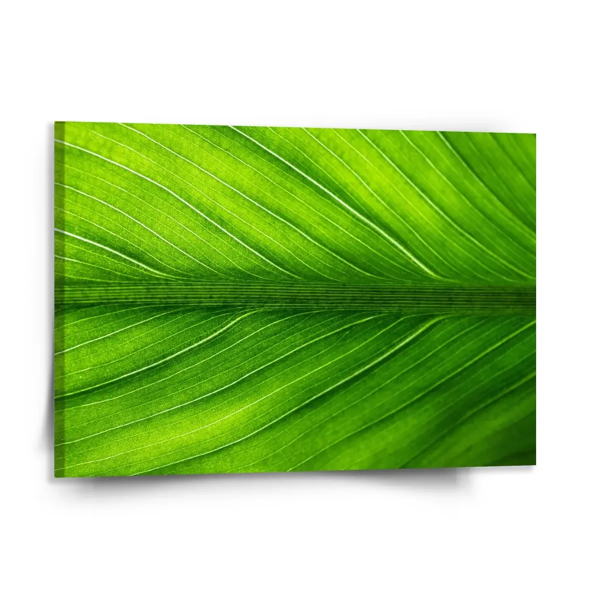 Obraz List 2 - 150x110 cm