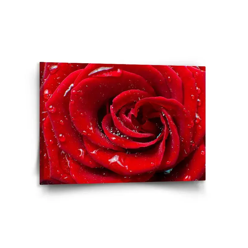 Obraz Růže - 120x80 cm