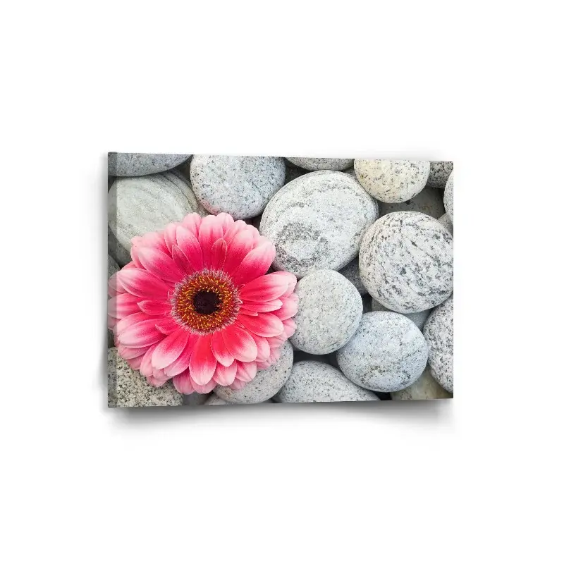 Obraz Gerbera na kamenech - 90x60 cm