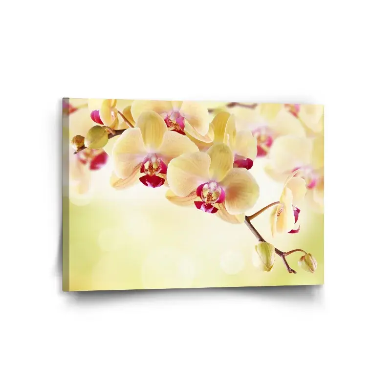 Obraz Orchidej 2 - 120x80 cm