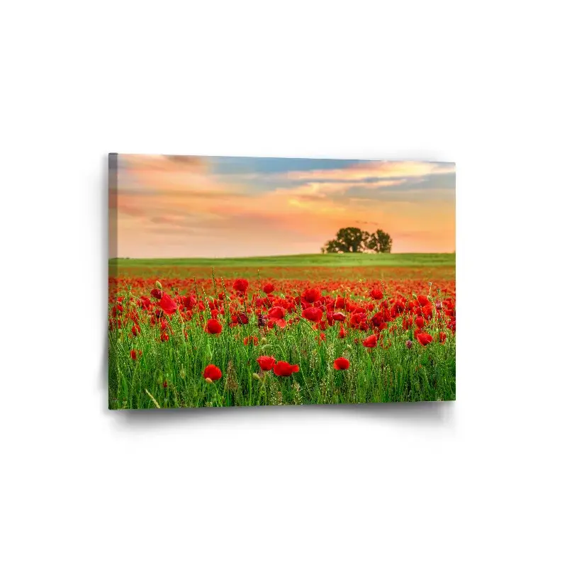 Obraz Pole vlčích máků 2 - 90x60 cm