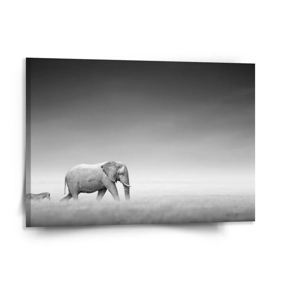 Obraz Slon a zebra - 150x110 cm
