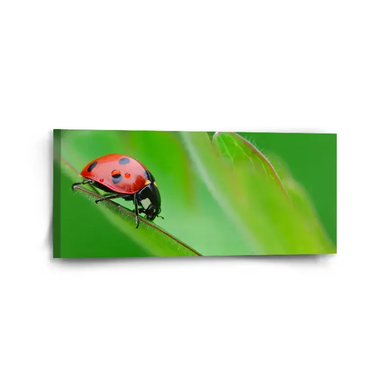 Obraz Beruška na listě - 110x50 cm