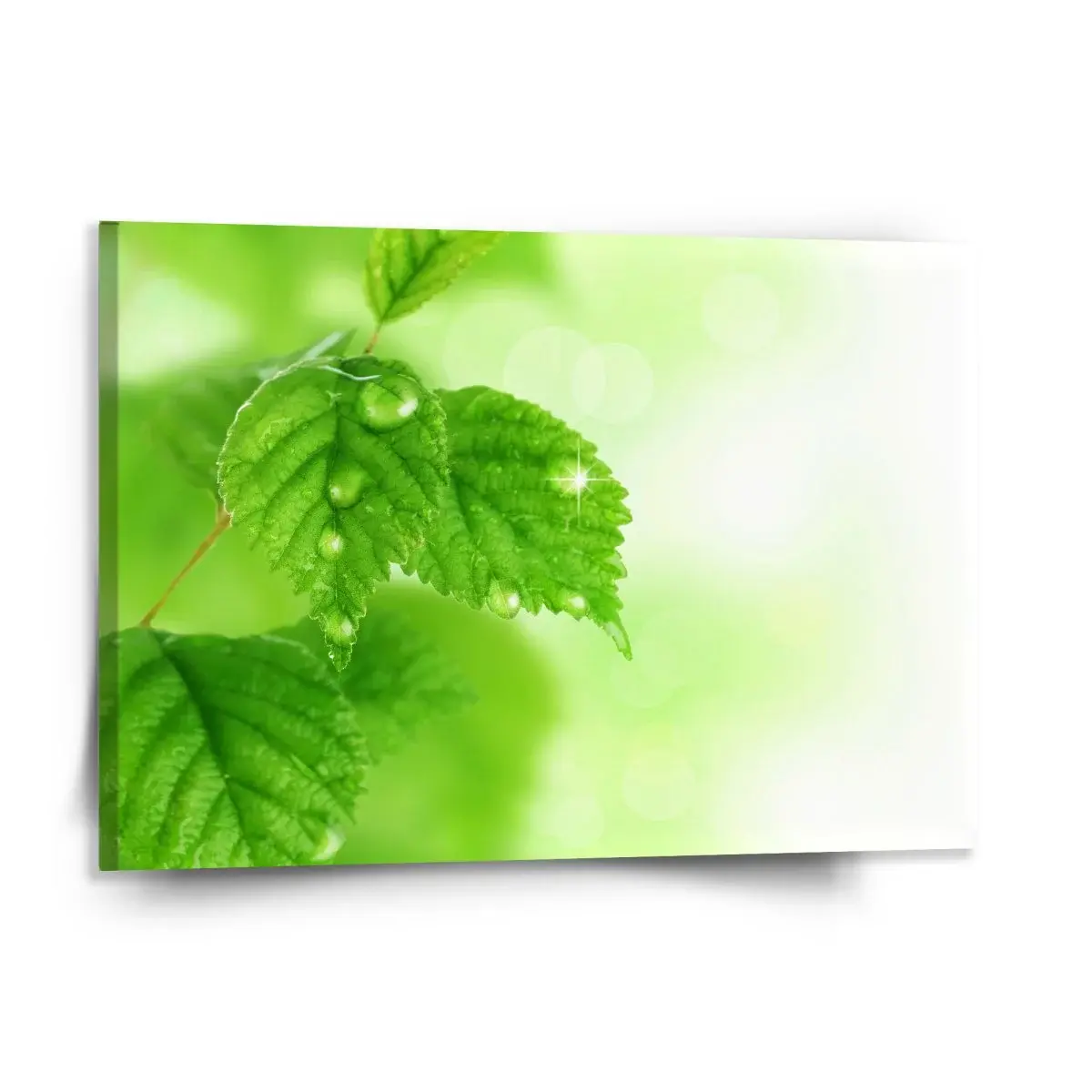 Obraz Listy 2 - 150x110 cm