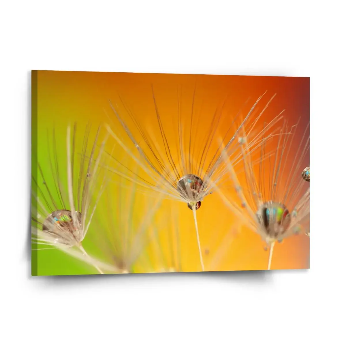 Obraz Odkvetlé pampelišky 2 - 150x110 cm