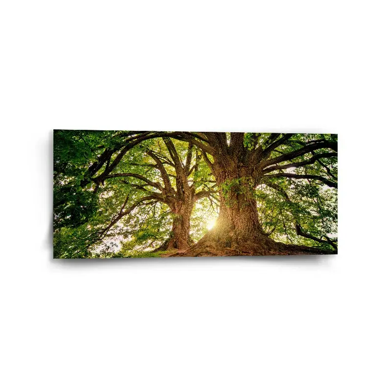 Obraz Stromy - 110x50 cm