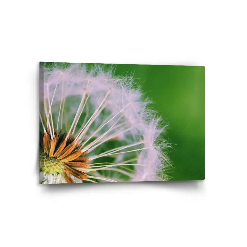 Obraz Odkvetlé pampelišky 3 - 120x80 cm