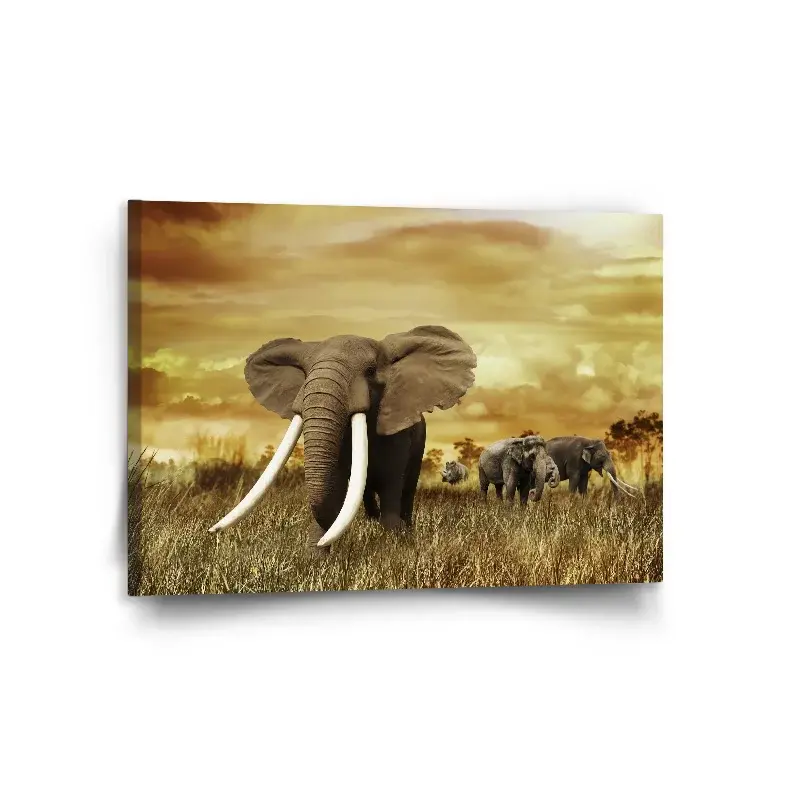 Obraz Slon Africký - 120x80 cm