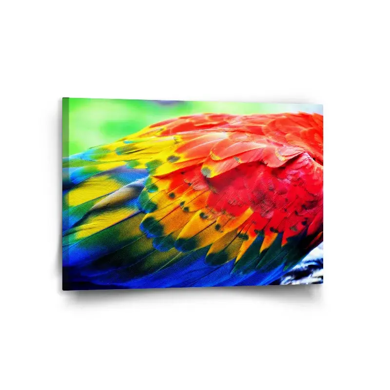Obraz Barevné peří 2 - 120x80 cm