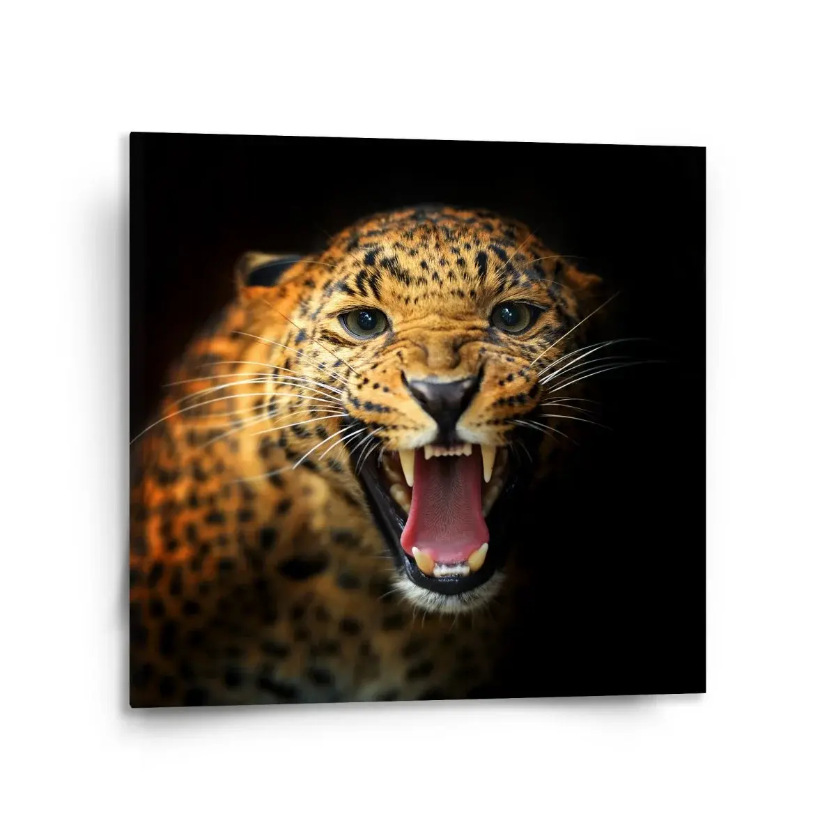 Obraz Gepard 2 - 110x110 cm