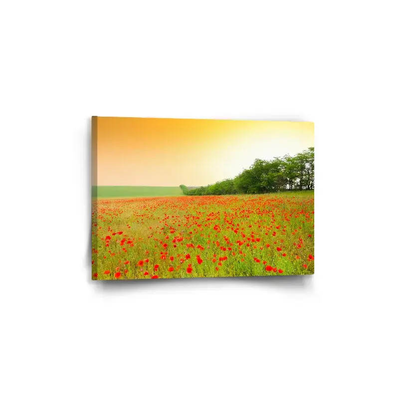 Obraz Pole vlčích máků - 60x40 cm
